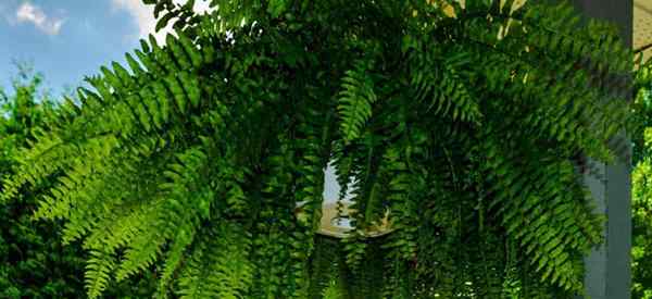 Cultivo de helechos de Boston al aire libre cómo cuidar a Nephrolepis afuera