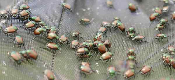 Cómo deshacerse naturalmente de los escarabajos japoneses