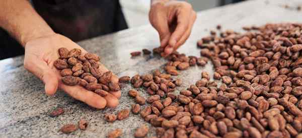 Información de mantillo de frijol de cacao sobre mantillo de casco de cacao para el jardín