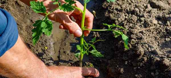 Berapa banyak ruang yang diperlukan oleh tumbuhan tomato?