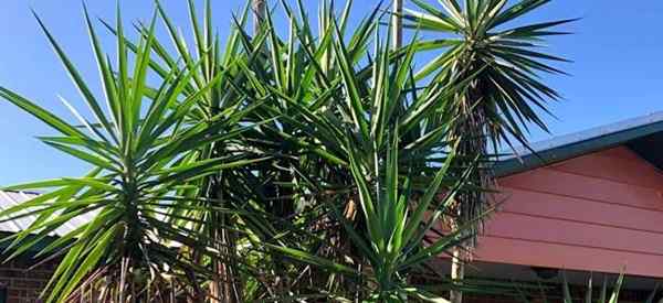 Como você se livra e mata as plantas de Yucca?