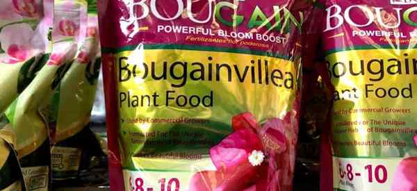 Quel est le meilleur moment pour fertiliser Bougainvillea?