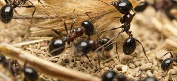 Se débarrasser des fourmis dans le jardin sans tuer les plantes