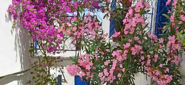 Jak wyhodować bougainvillea w garnkach