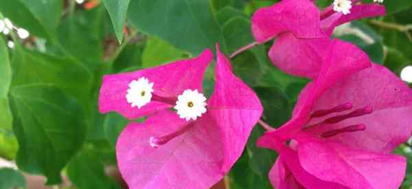 Jaka jest najlepsza gleba dla uprawy Bougainvillea?