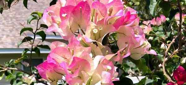 Wie giftig sind Bougainvillea -Pflanzen?