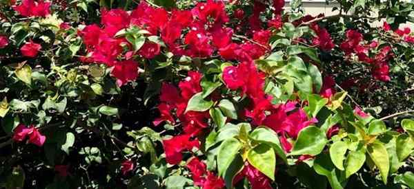 Seberapa sering menyirami bougainvillea ujung bougainvilleas