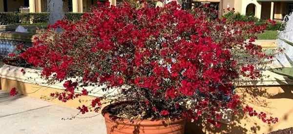 Conseils sur la croissance de Bougainvillea en Floride