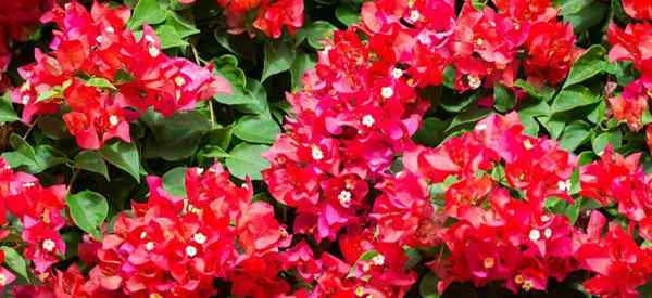 Bougainvillea blüht nicht, wie man Bougainvillea zum Blumen bringt