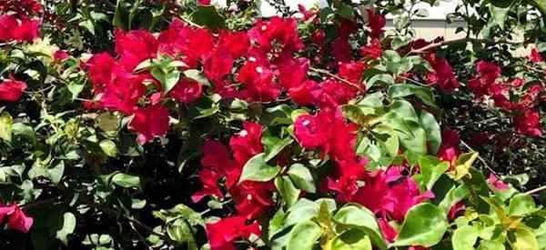 ¿Qué plagas o insectos de la planta atacan bougainvillea??