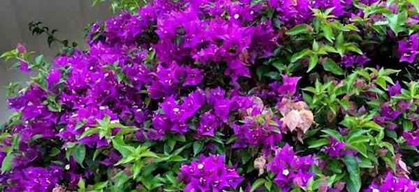 Comment se débarrasser et contrôler la Bougainvillea Looper Caterpillar