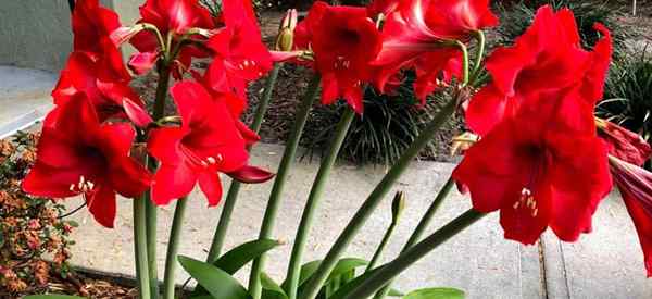 Tipps zum Aufbewahren von Amaryllis -Glühbirnen nach der Blüte