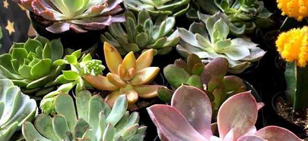 Le fond des plantes succulentes - arroser les plantes succulentes du fond une bonne idée?