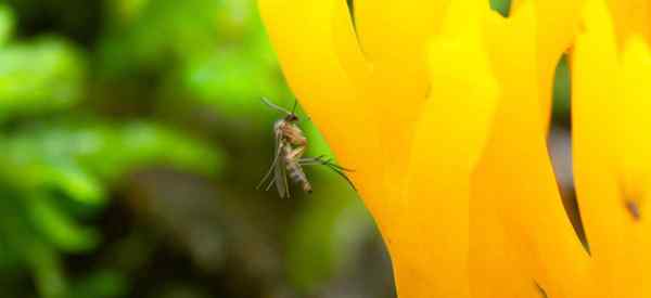 Usando o peróxido de hidrogênio, livre -se dos mosquitos de fungos