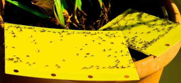 Como se livrar dos mosquitos de fungos em plantas domésticas com vinagre