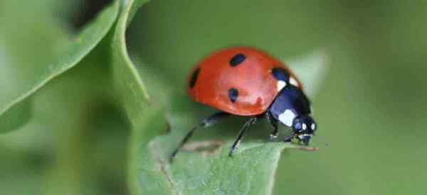 Ladah Ladybugs Makan Fungus Agung?