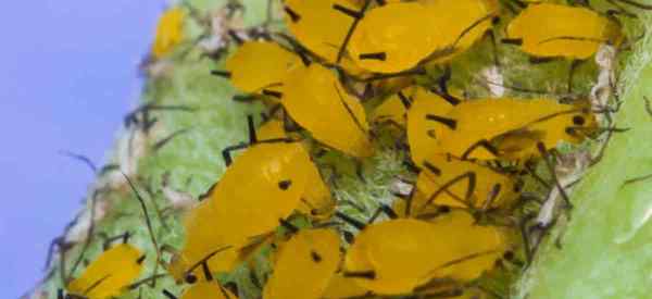 Conseils pour se débarrasser des pucerons sur les plantes Hoya
