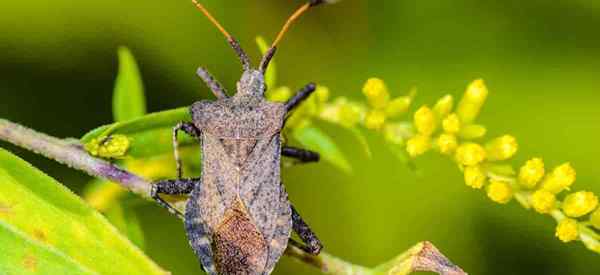 Bugs de abóboras de óleo de óleo de nim?