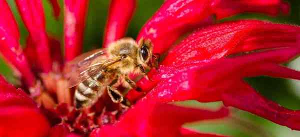 Tötet Neemöl Bienen? Ist Neem Biene sicher?