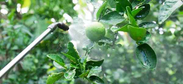 Cómo aplicar el aceite de neem - Do y no hacer