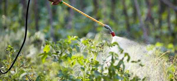 Cómo mezclar concentrado de aceite de neem para plantas y jardín