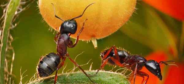 Que fait l'huile de neem aux fourmis?