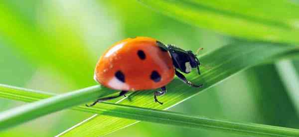 Wird Neemöl Lady Bugs töten - ist es sicher??