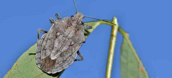 ¿El aceite de neem se deshace de las plagas de insectos apestos??