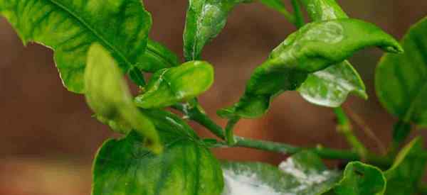 L'huile de neem contrôle-t-elle l'échelle d'agrumes