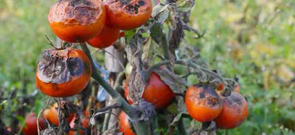L'huile neem tue-t-elle la brûlure des tomates - la brûlure brillante ou tardive?