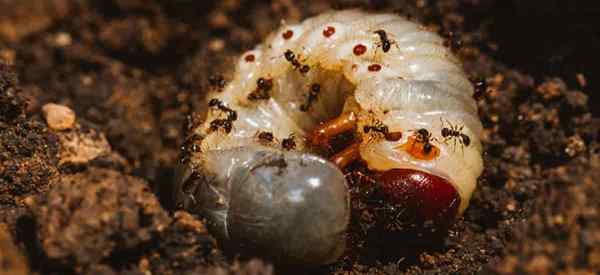 Você pode usar o óleo de nim para controlar as larvas do gramado