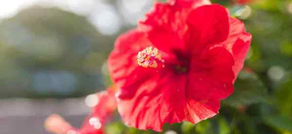 Pouvez-vous utiliser de l'huile de neem sur l'hibiscus?