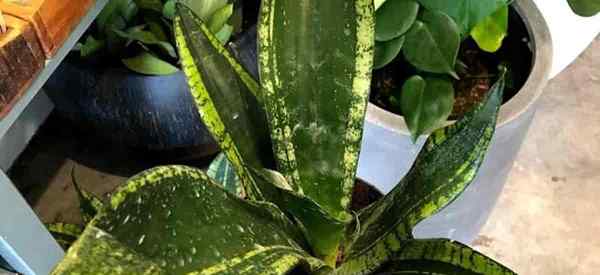 À quelle fréquence pouvez-vous pulvériser de l'huile de neem sur une plante de serpent?