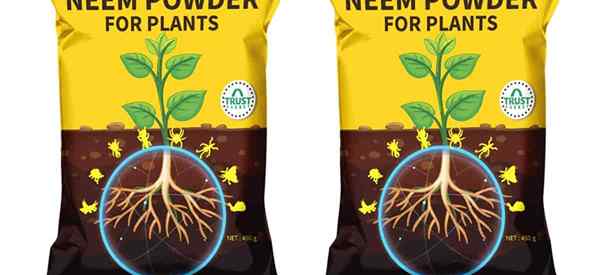 Pouvez-vous utiliser de la poudre de neem sur les plantes?