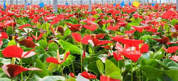 Apa pupuk terbaik untuk tanaman anthurium?