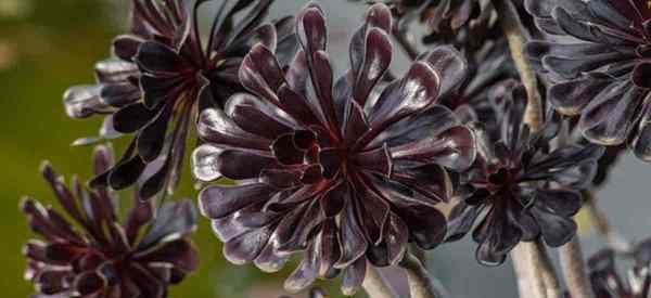 Conseils sur la propagation des plantes d'aeonium