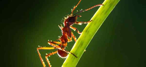 Comment gardez-vous les fourmis hors des plantes en pot?