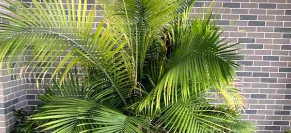 Pelajari Mengapa Palm Yang Mulia Mengubah Kuning?