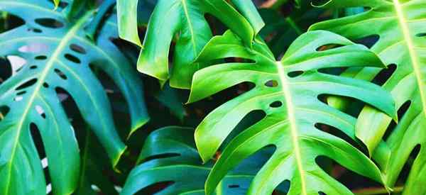 10 raisons pour les feuilles de Monstera devenant jaune - comment réparer et éviter
