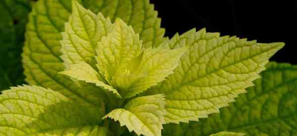 Pourquoi mes feuilles d'hortensia deviennent-elles jaunes?