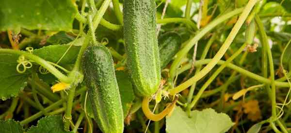 Folhas de pepino ficando amarelo - causas de folhas amareladas?