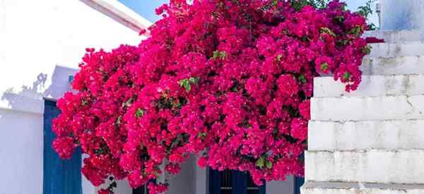 Cara merawat bougainvillea pot di musim dingin