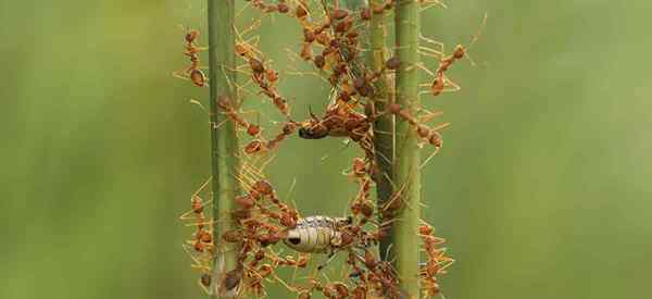 Débarrassez-vous des fourmis dans des plantes en pot avec de la cannelle, ça marche?