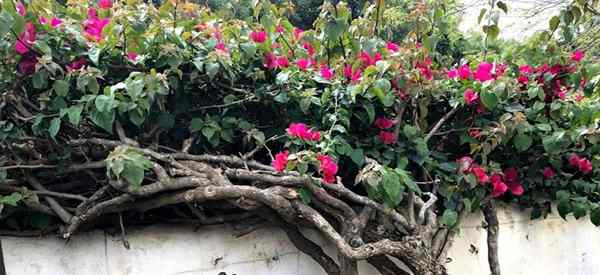 Como se livrar das plantas de bougainvillea