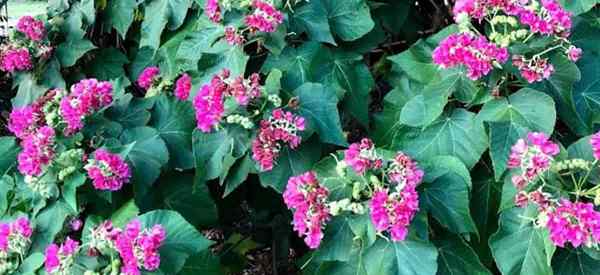 Como cultivar o seminole Dombeya - as hortênsias da Flórida