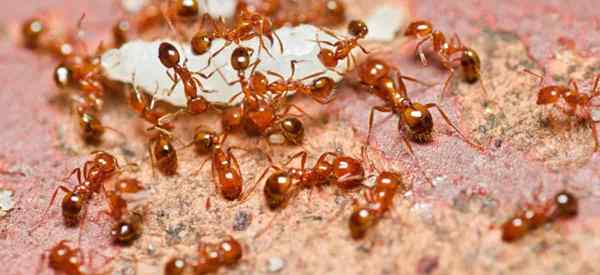 Comment se débarrasser des fourmis rouges dans votre jardin