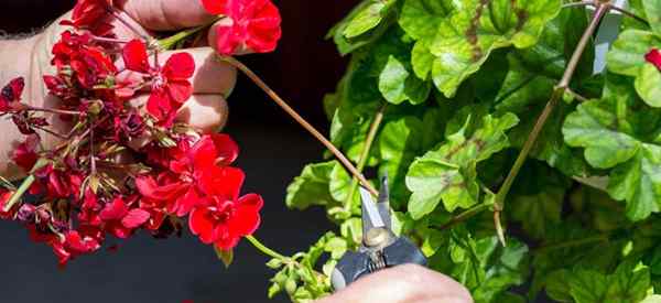 Deadheading Geraniums, jak, kiedy i dlaczego Deadhead Geranium Plants