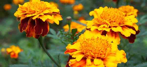 Marigolds morts comment et quand les fleurs de souci mortelles?