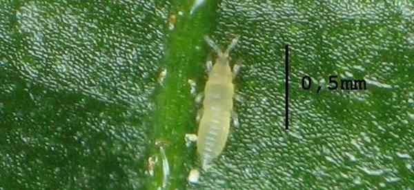 Comment et pourquoi vous devriez contrôler les thrips d'agrumes