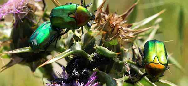 Comment se débarrasser des coléoptères verts brillants métalliques